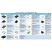Одноплатный компьютер Raspberry Pi 4 Model B (RA502) Retail, 2GB RAM, Broadcom BCM2711 Quad core Cortex-A72 (ARM v8) 64-bit SoC @ 1.5GHz CPU, WiFi, Bluetooth, 40-pin GPIO, 2xUSB 3.0, 2xUSB 2.0,2x micro-HDMI, USB-C 5V Power разъем (RASP4442) (931175)